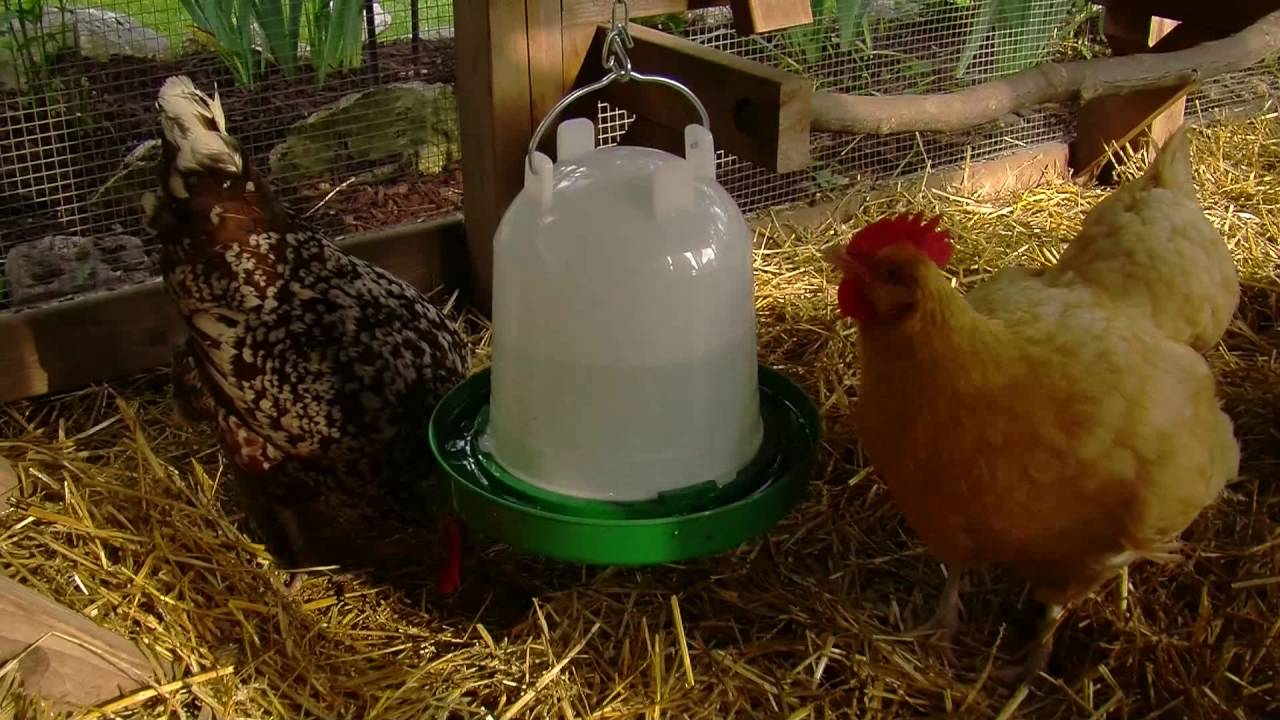 Watering Chickens Mother Earth News